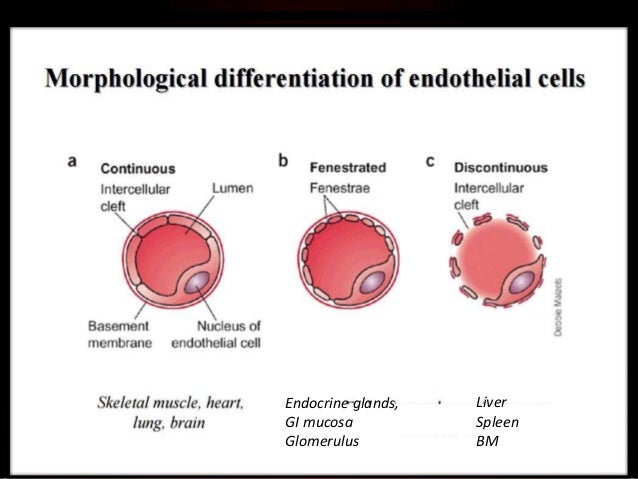 Endothelial Dysfunction